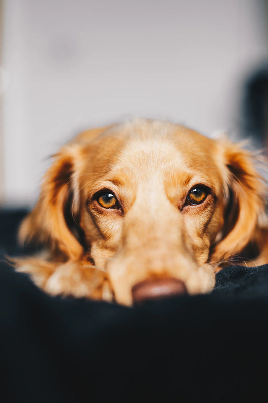 Unlocking the Secrets Understanding Your Pet's Body Language