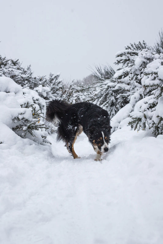 Keep Your Furry Friends Cozy Essential Tips for Seasonal Pet Care This Winter